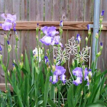 <b>Some of my Iris  Sue/OK</b>