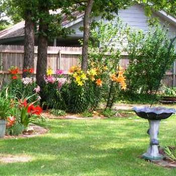 <b>Lilys in the back yard  Sue/OK</b>