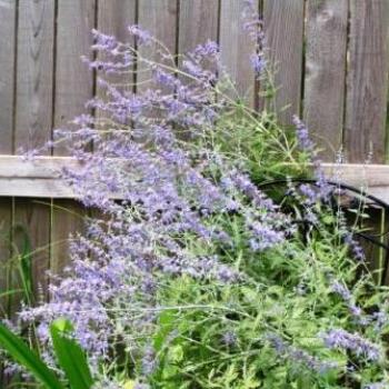 <b>Russian Sage  Sue/OK</b>