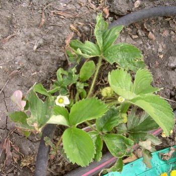 <b>The night of Aug. 3, 2009 this strawberry plant was virtually obliterated by a viscious hail storm. By Aug. 26 it has new leaves, flowers and even some berries. How's that for survival!</b> <b>The night of Aug. 3, 2009 this strawberry plant was virtually obliterated by a viscious hail storm. By Aug. 26 it has new leaves, flowers and even some berries. How's that for survival!</b>