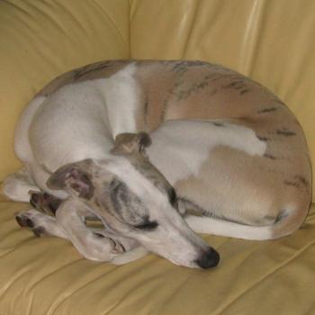 <b>Cinque the whippet</b>