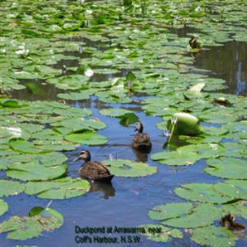 <b>Duck Pond, N.S.W. (Wendy from Perth)</b>
