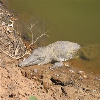 <b>Crocodile, Windjana Gorge, W.A. Wendy/Perth</b>