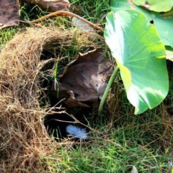<b>Whose nest? fi/nt</b>