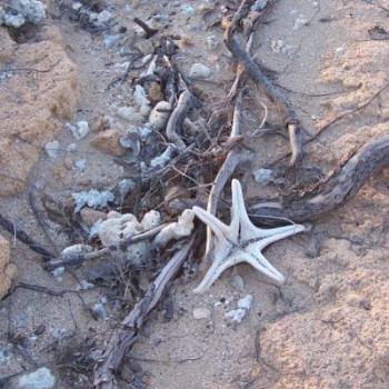 <b>leasures of a coastal walk fi/nt</b>