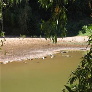 <b>Crocodiles, Windjana Gorge, W.A. Wendy/Perth</b>