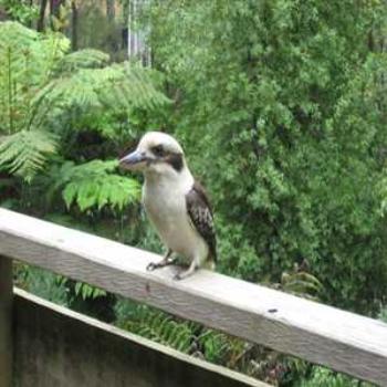<b>Hungery Kookaburra looking for a handout (Cockatoo, Victoria '09/LankyYank)</b> <b>Hungery Kookaburra looking for a handout (Cockatoo, Victoria '09/LankyYank)</b>