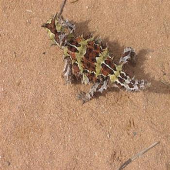 <b>Thorny Devil,  (Wendy/Perth)</b>