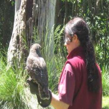 <b>Birds of Prey Show (Healsville '09/LankyYank)</b>