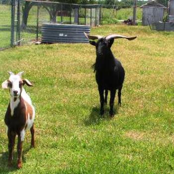 <b>Billy goat  #04 Sue/OK</b>