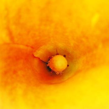 <b>Calla #12 Sue/OK</b>