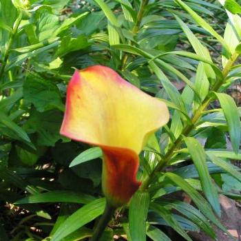<b>Calla #14 Sue/OK</b>