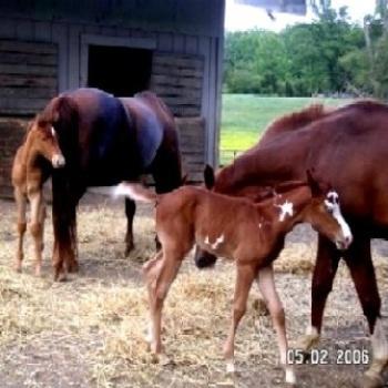 <b>Newborn filly and colt - Keyan Bowes</b>