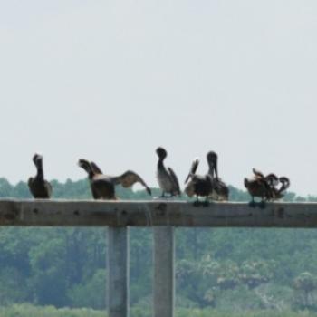 <b>Pelican Talk  Sue/OK</b>