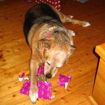 <b>Schultz never needs help with Christmas Presents</b>