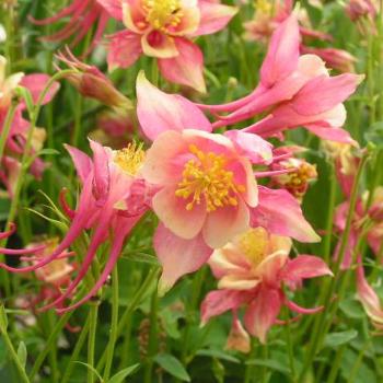 <b>Columbine #06 Sue/OK</b>