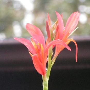 <b>Canna #06 Sue/OK</b>