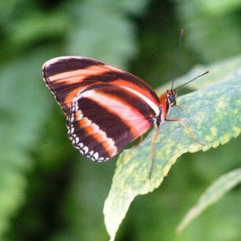 <b>Butterfly #9  Sue/OK</b>