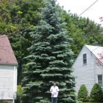 <b>Tree was 18 tall 18 years ago when boy was too!</b>