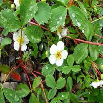 <b>Wild strawberry, Rocky Mts, Canada - Wendy/Perth</b>