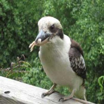 <b>Mmmmmm, Yummy meat! (Cockatoo, Victoria '09/LankyYank)</b>