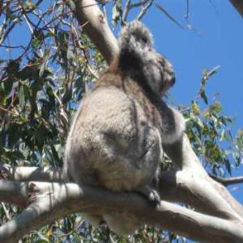 <b>Koala Bum ('09/LankyYank)</b>