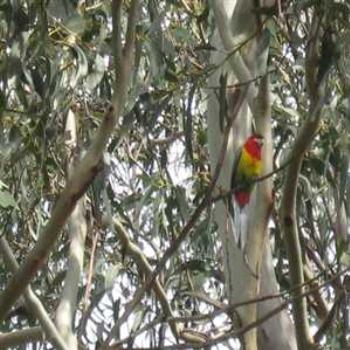 <b>Eastern Rosella (Phillip Island '09/LankyYank)</b>