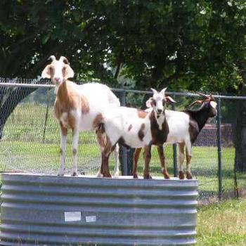 <b>Goats #01  Sue/OK</b>