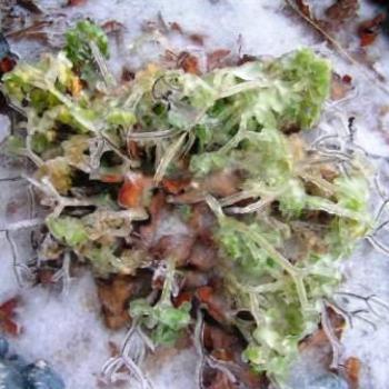 <b>Ice #11 Sue/OK</b>