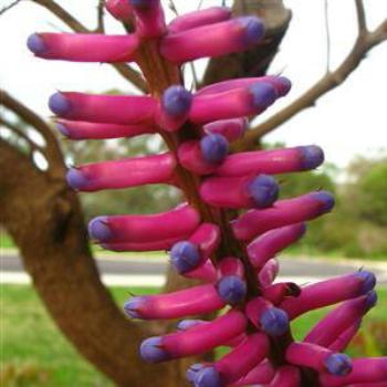 <b>Bromeliad - Wendy/Perth</b>