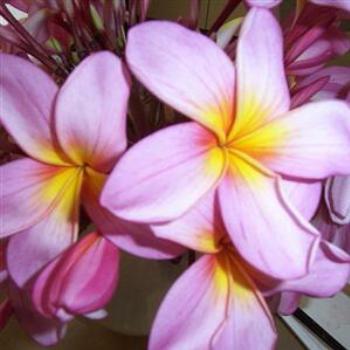 <b>Frangipani in my garden - Wendy/Perth</b>