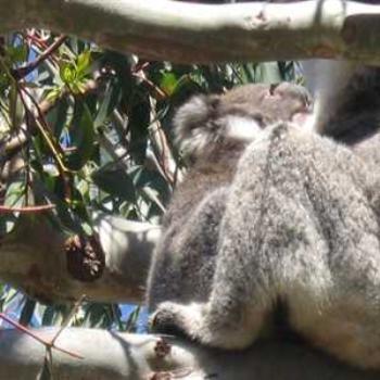 <b>Koala Young'un on Mum's lap ('09/LankyYank)</b>