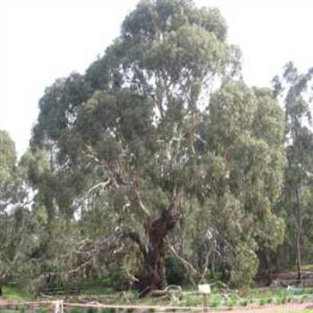 <b>Stately Old Gum (Phillip Island '09/LankyYank)</b>