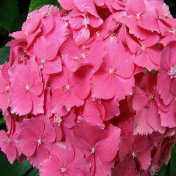 <b>Pink Hydrangea - Wendy/Perth</b>