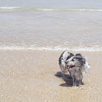<b>Merlin blowing in the wind / dino</b>