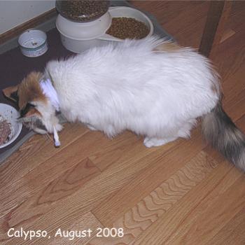 <b>I'd really like to eat properly if you'd only take the tube out!</b> <b>I'd really like to eat properly if you'd only take the tube out!</b>