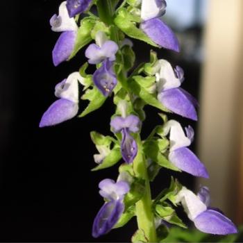 <b>Coleus flowers (Lamiaciae, Solenostemon scutellarioides)</b>