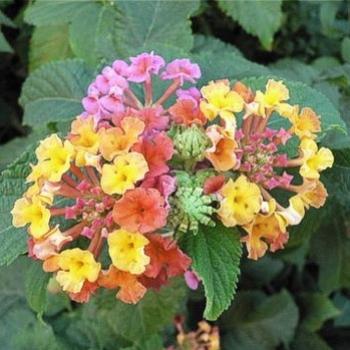 <b>My cousin took this in Las Vegas. Does anyone know what they are?</b> <b>My cousin took this in Las Vegas. Does anyone know what they are?</b>