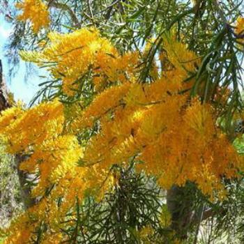 <b>Nuytsia Floribunda (W.A. Christmas Tree) - Wendy/Perth</b>