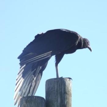 <b>Turkey Vulture, Merritt Island, Florida, Eileen (Surrey, England)</b> <b>Turkey Vulture, Merritt Island, Florida, Eileen (Surrey, England)</b>