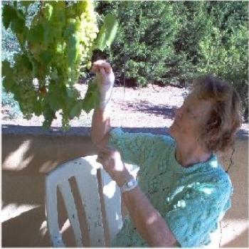 <b>Our grapes</b>