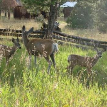 <b>Twin fawns with mother in Uintah Mountains by Wilodene of Utah</b> <b>Twin fawns with mother in Uintah Mountains by Wilodene of Utah</b>