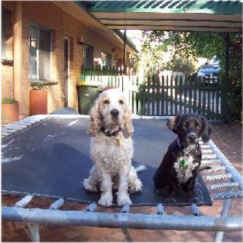 <b>See, Mum, we can jump too!</b>