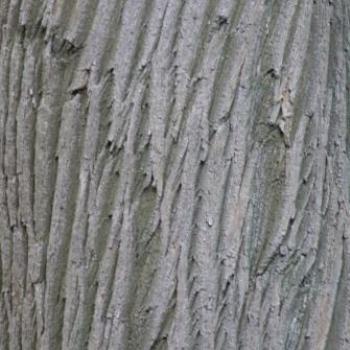 <b>Close-up of tree bark, Eileen (Surrey, England)</b>