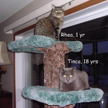 <b>Peace on the cat tree.</b>
