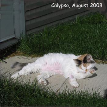 <b>After exploratory surgery, 6 weeks of tube feeding and a horrendous vet bill!</b> <b>After exploratory surgery, 6 weeks of tube feeding and a horrendous vet bill!</b>