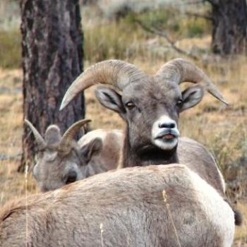 <b>Smile for photo in Uintah Mountains by Wilodene of Utah</b>