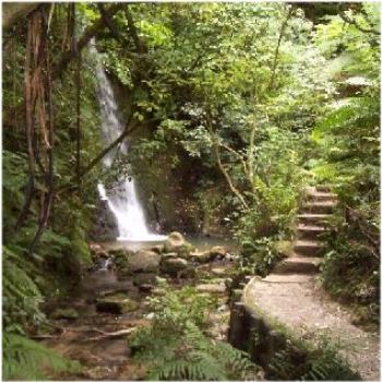 <b>NZ bush scene</b>