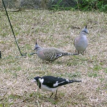 <b>Crested Pigeons, Ocyphaps lophotes, and Magpie Lark, Grallina cyanoleuca, Canberra, July 2010 - Bev,AB</b> <b>Crested Pigeons, Ocyphaps lophotes, and Magpie Lark, Grallina cyanoleuca, Canberra, July 2010 - Bev,AB</b>