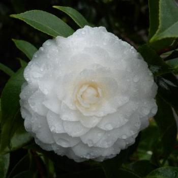 <b>White Camellia (June)</b>